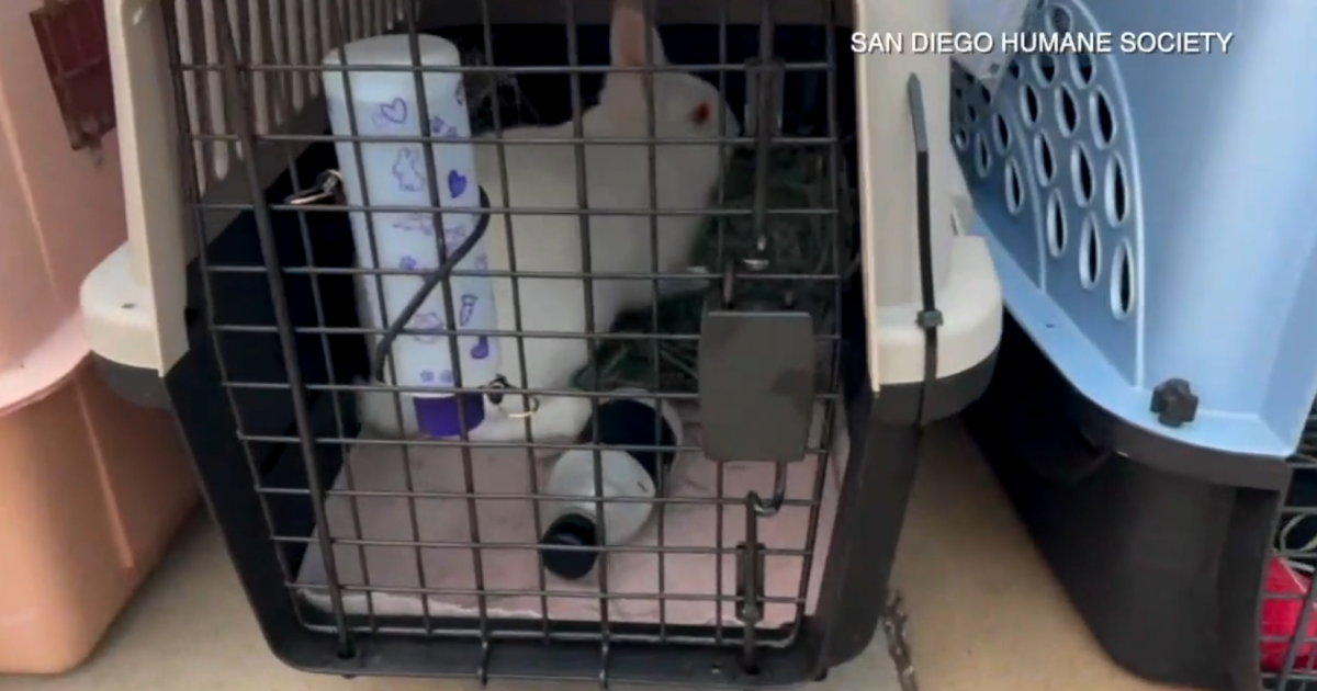 Humane Society announces leadership change amid missing animal investigation - Vimarsana News