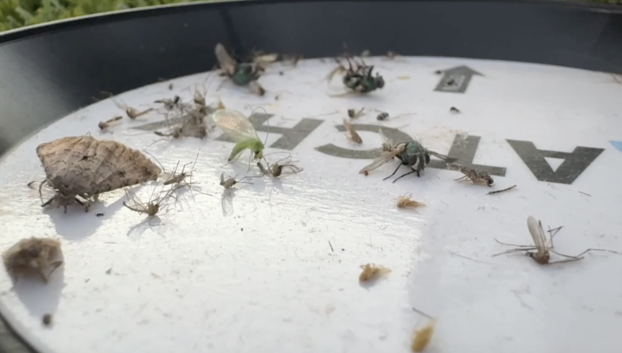 Mosquitoes in trap - 7/3/24