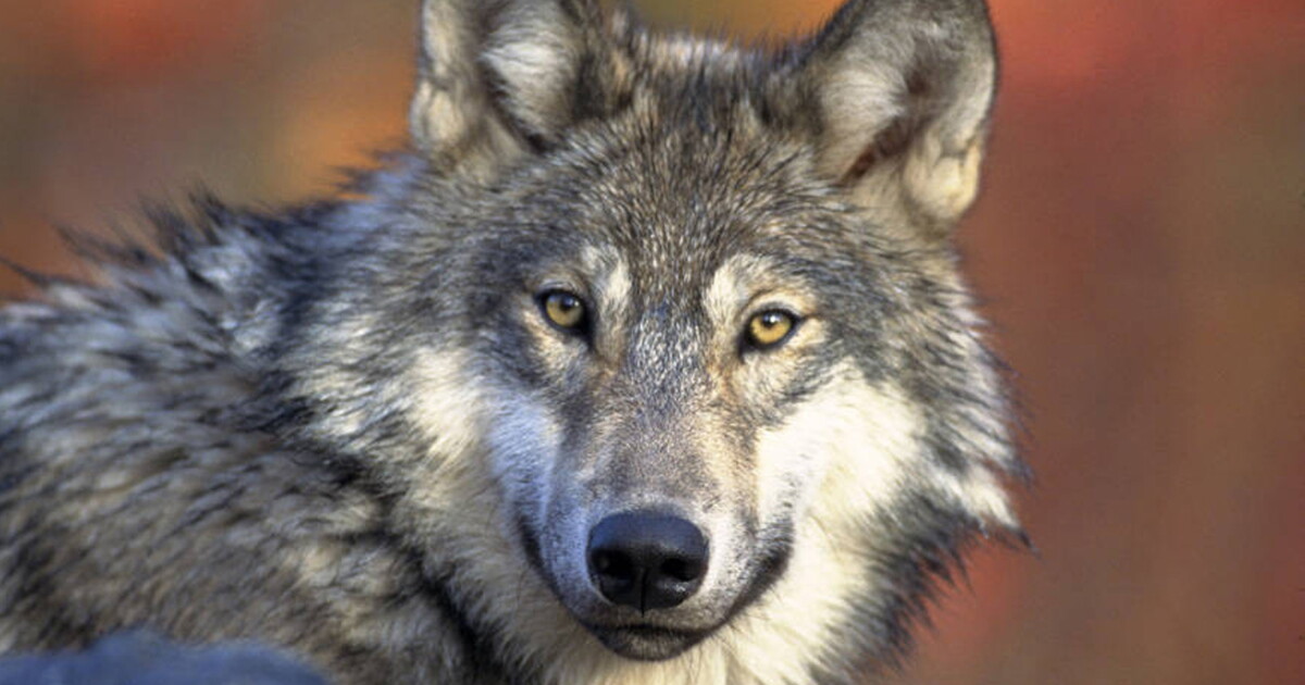 Gray wolf killed during coyote hunt in Calhoun County - Vimarsana News