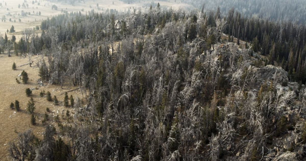 Saving threatened Whitebark Pine forests in Yellowstone National Park - Vimarsana News