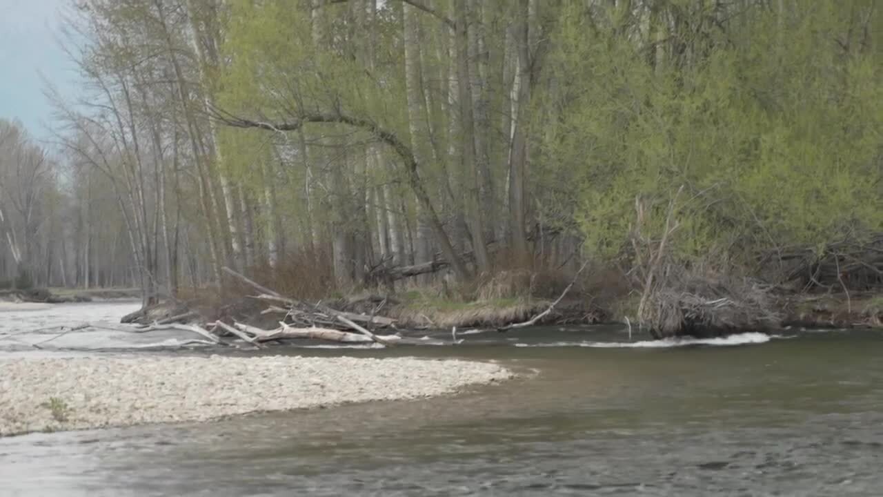 Bitterroot Log Jam