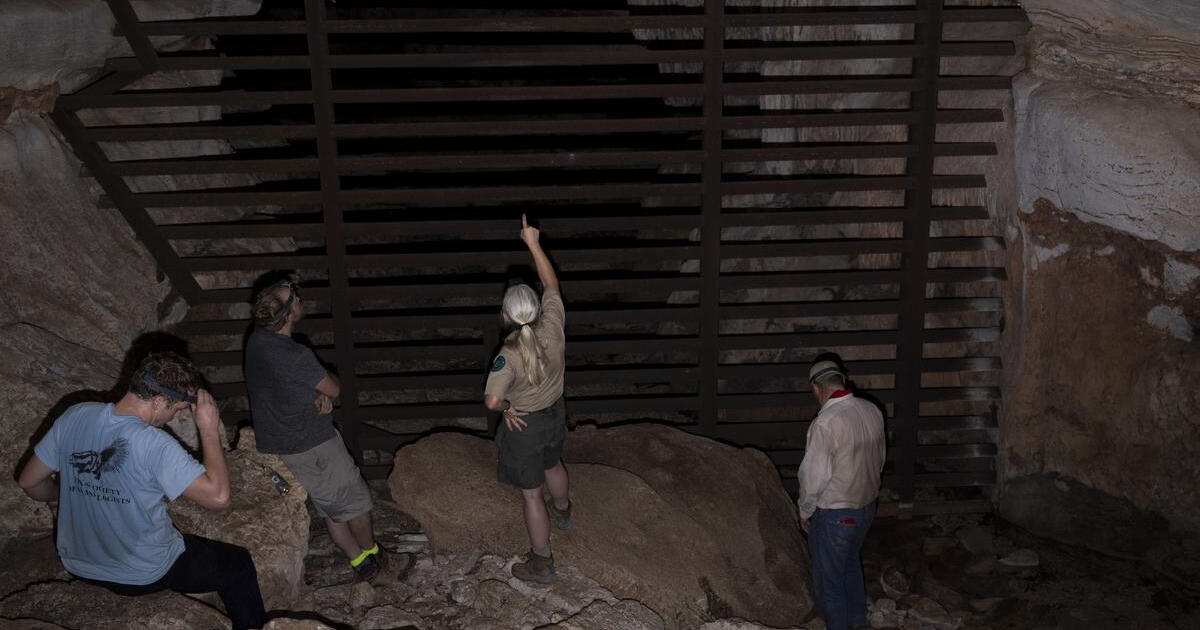 'We'd lose one after the next': Texas bats face a pandemic of their own - Vimarsana News