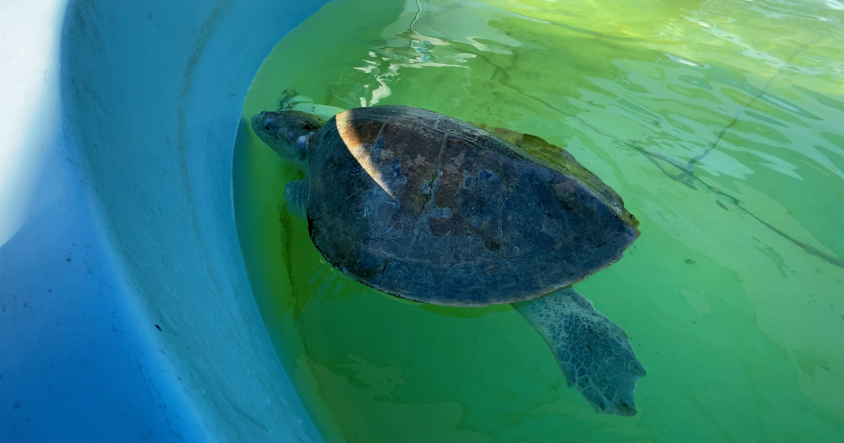 2nd Annual 5K/10K Turtle Trot and Turtle Festival to be held - Vimarsana News