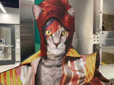KC pet project