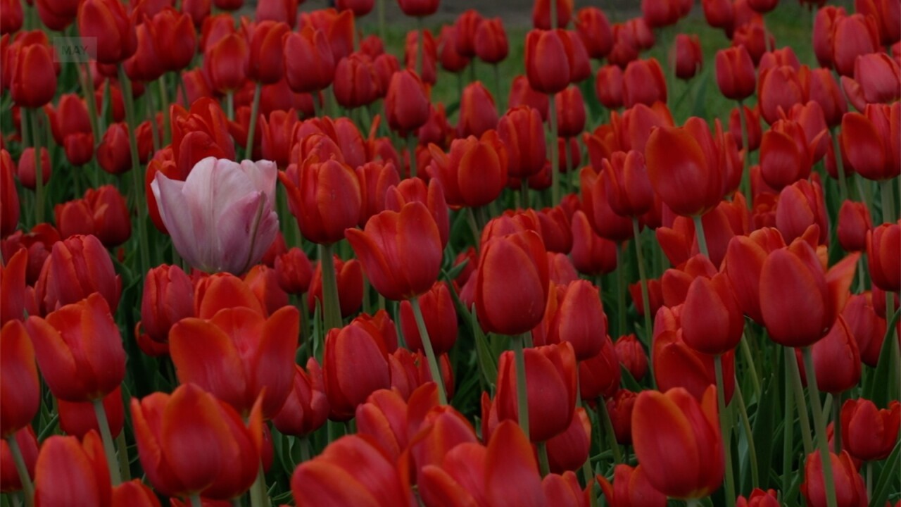 TULIP TIME PIC.jpg