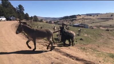 Cripple creek donkeys