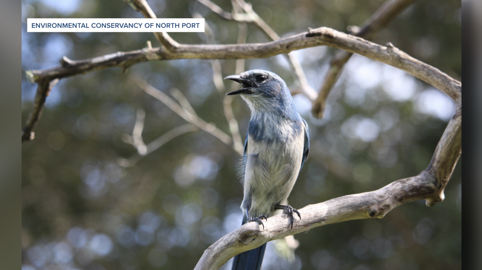 Florida Scrub-Jay