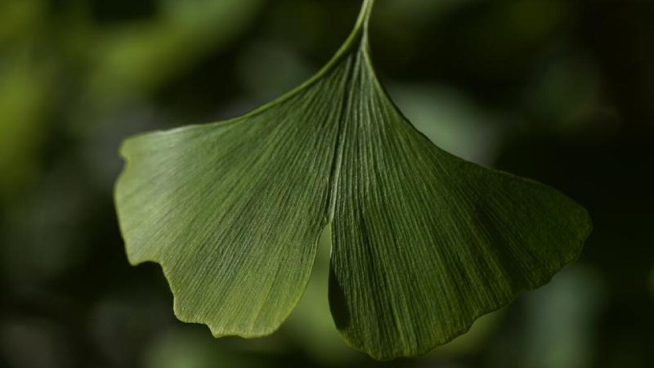 Ginko leaf