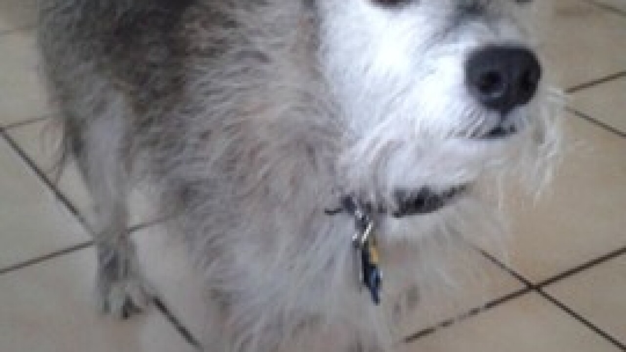 National Dog Day: Denver7 Dogs