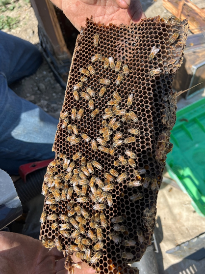 honeybees lompoc 3.png