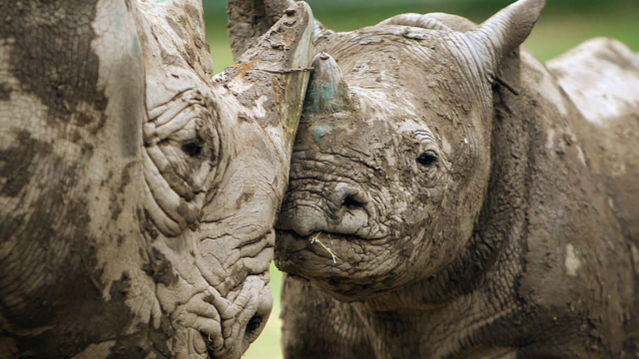 Cincinnati Zoo Announces Black Rhinoceros Seyia Is Expecting A Calf In Summer 2017