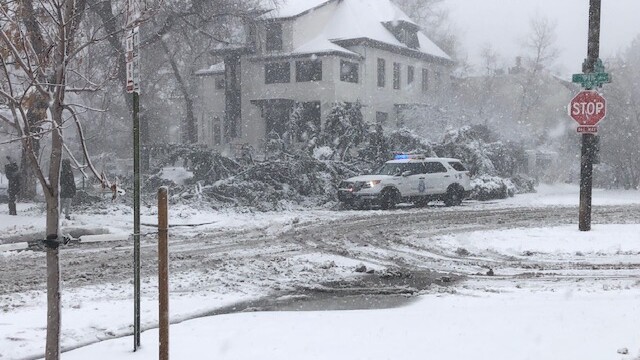 Tree down 9th and Penn by Peter Lipomi.jpg