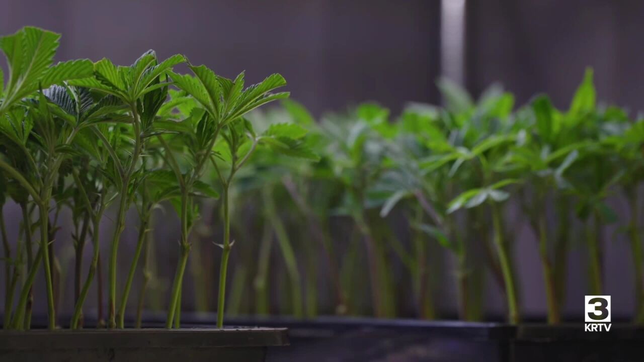 Poster image (2).jpg