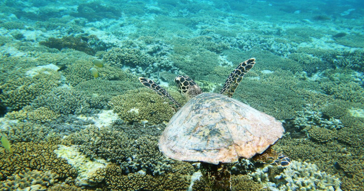How Coral Transplants Could Save The Great Barrier Reef (VIDEO)