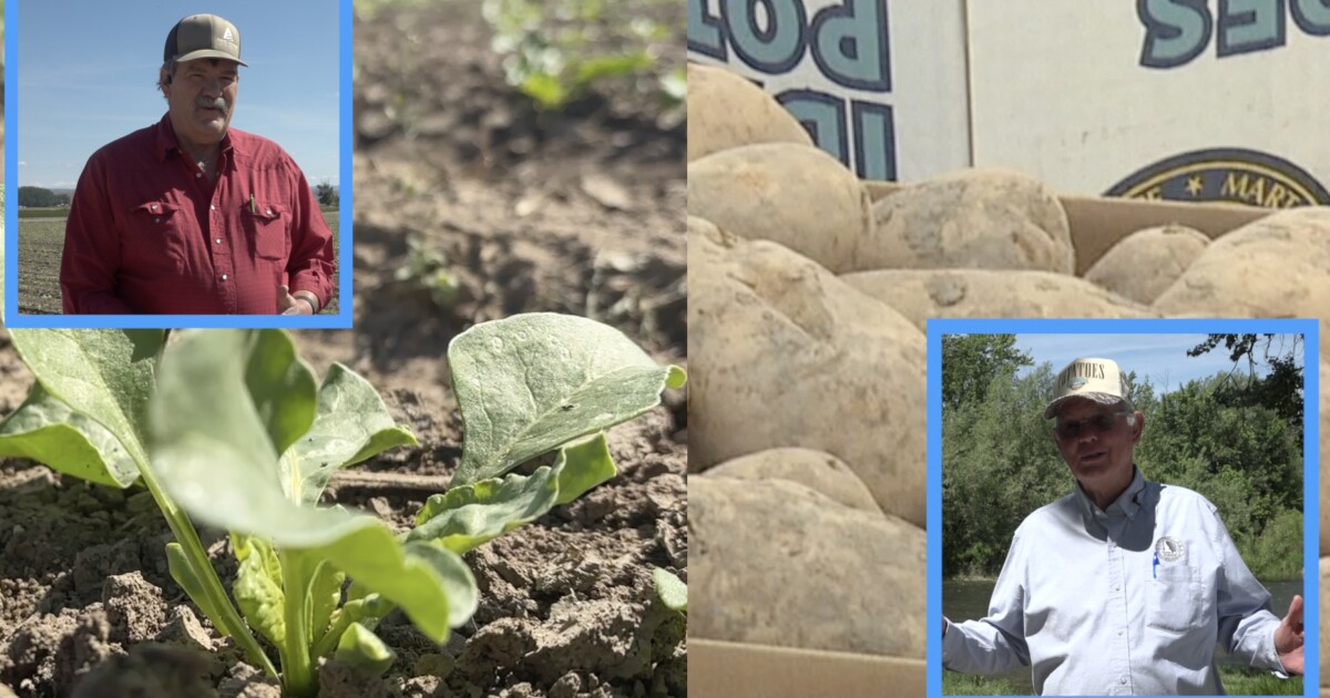 Payette County Idaho farmers are stretched thin with rising costs and falling crop prices Victoria Rodriguez
