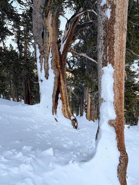 Fatal avalanche investigation