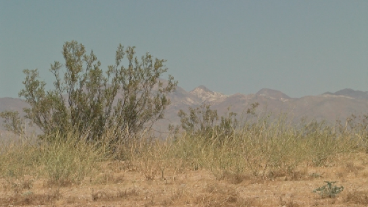 california city cultivation the