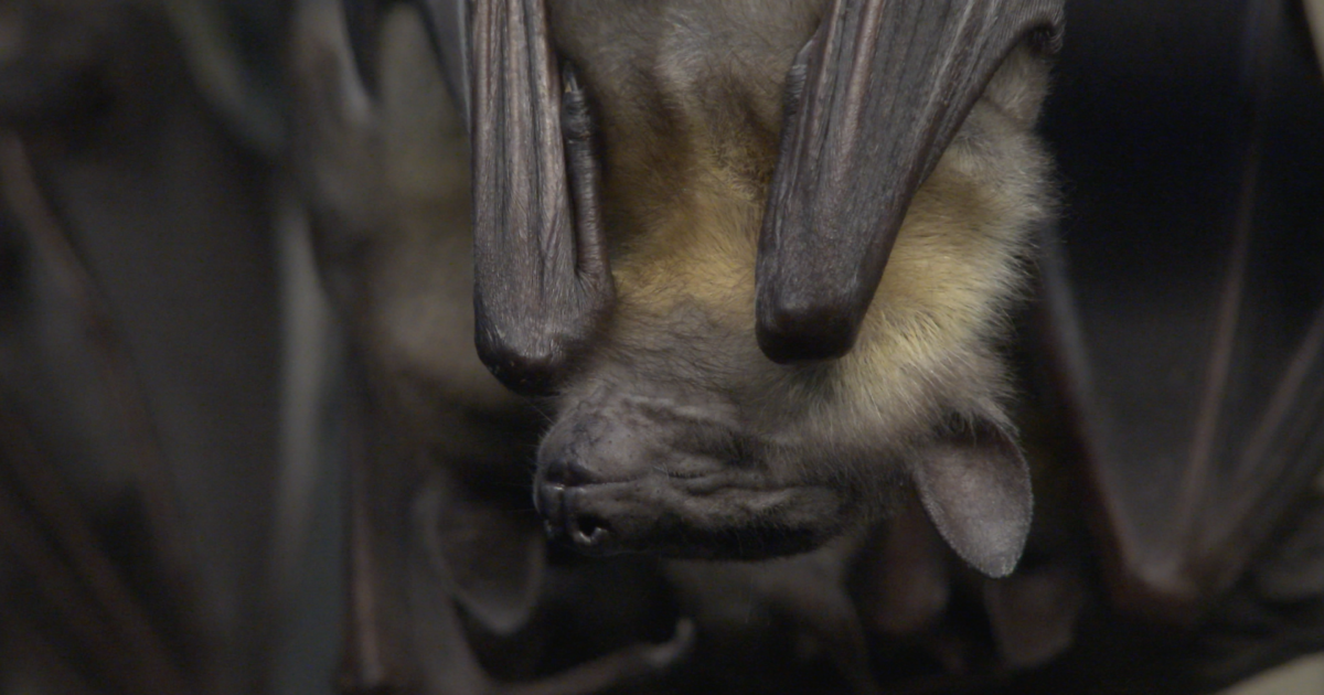 Bat Rabies Color Rabies-positive bat captured in Kent County