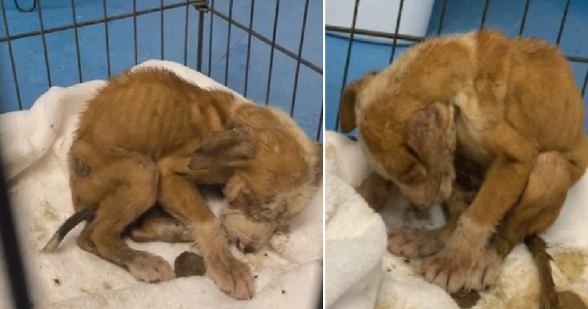 Video Person Caught On Camera Dumping Box Of Puppies Outside