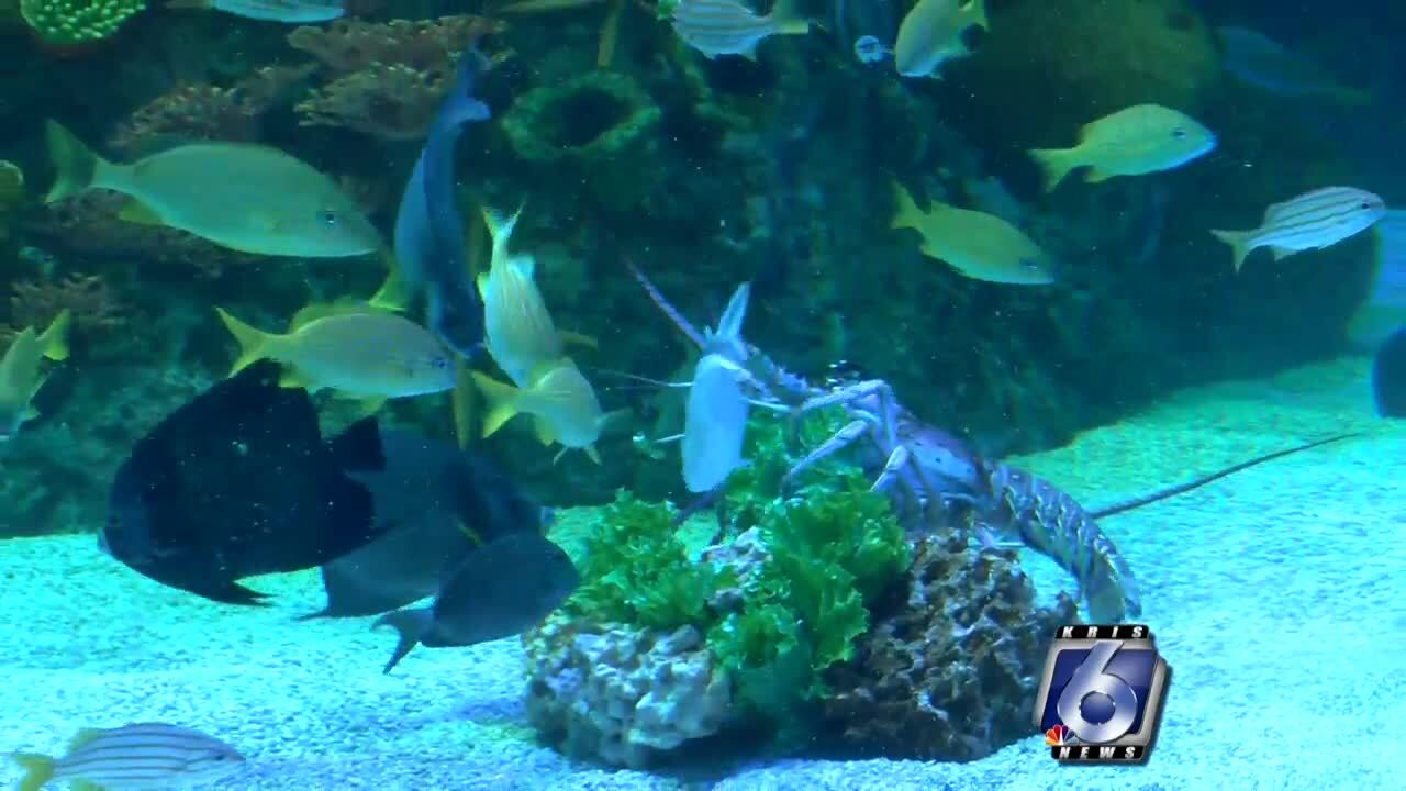 $2 Community Days back at Texas State Aquarium - ?url=http:%2F%2Fewscripps Brightspot.s3.amazonaws.com%2F21%2Fb8%2FD4a573fc40f1b571a21c75cc2c18%2Fposter 2019 08 08t183335.159 $2 Community Days back at Texas State Aquarium - ?url=http:%2F%2Fewscripps Brightspot.s3.amazonaws.com%2F21%2Fb8%2FD4a573fc40f1b571a21c75cc2c18%2Fposter 2019 08 08t183335.159