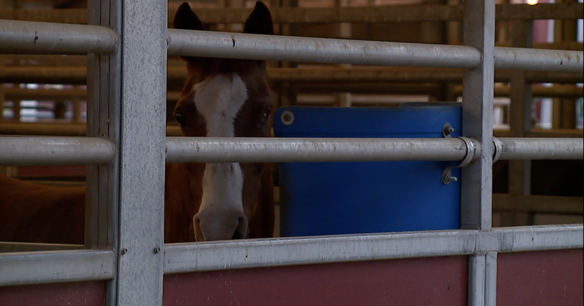'It's heartbreaking': Horse rescue says its work is set back a year after theft - Vimarsana News
