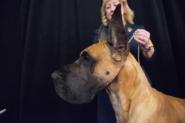 Top 8 Denver dog breeds and what they looked like as pups