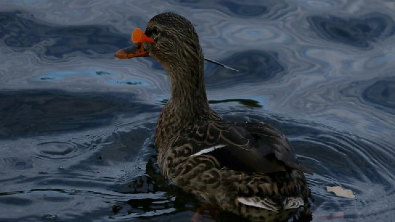 Ducks, geese shot with blow darts in Illinois