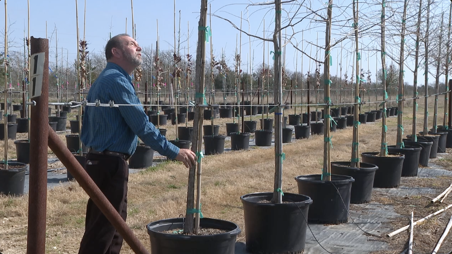 Branching out: more funding from Texas A&M Forest Service may help land owners 'leaf' Oak Wilt behind