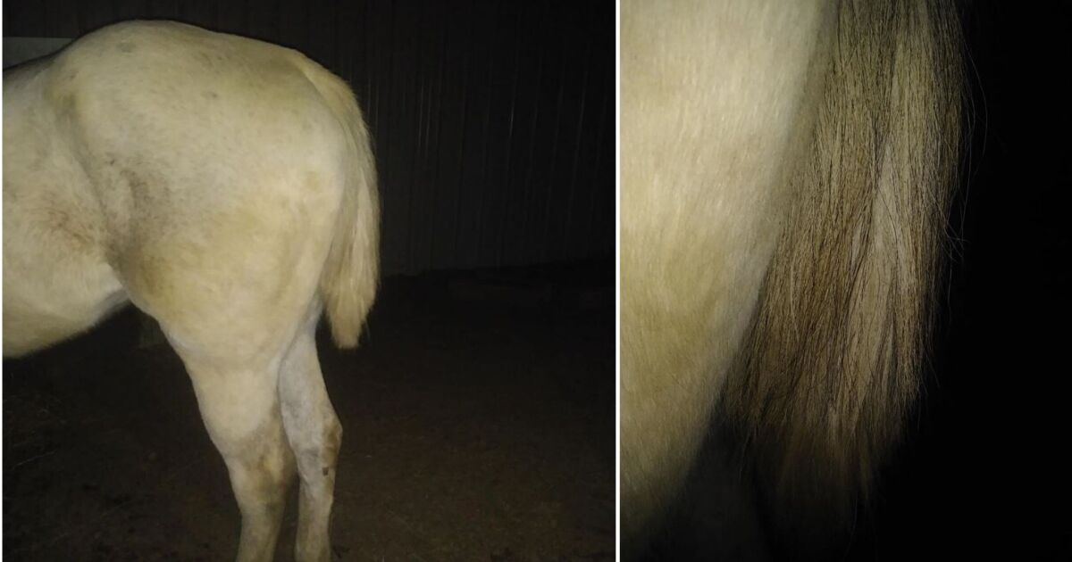 Family says someone cut, took hair off show horse's tail in Camden Co.