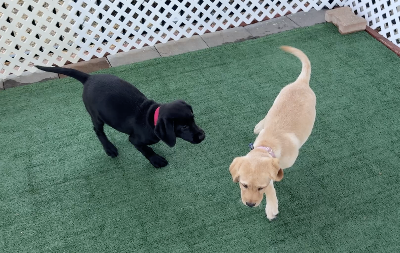 These are two of the three Labrador Retriever puppies in training at New Life K9s in San Luis Obispo