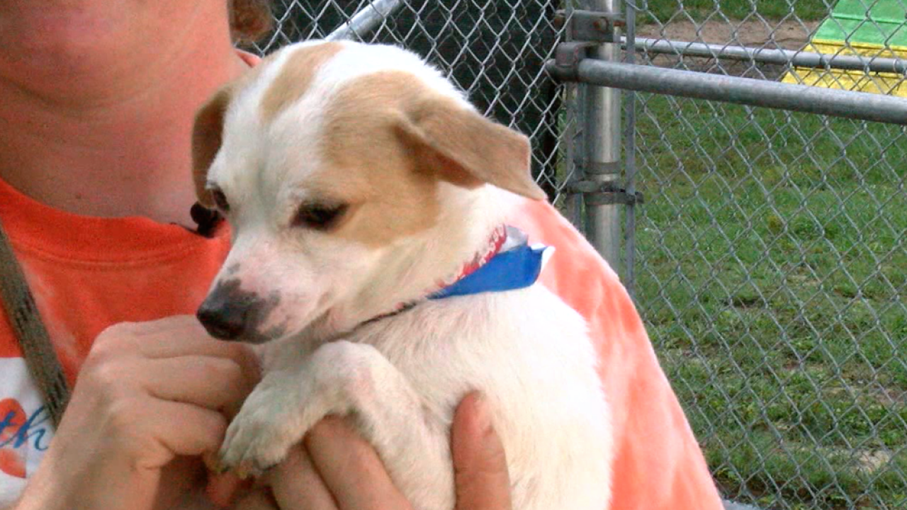 SPCA's RentADog program expands in Florida