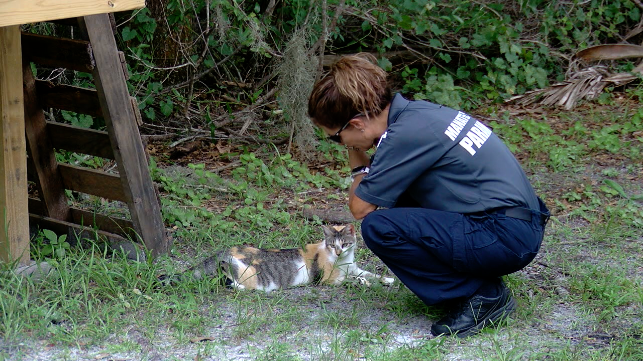 working cats Manatee County 3