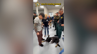 ace coming home