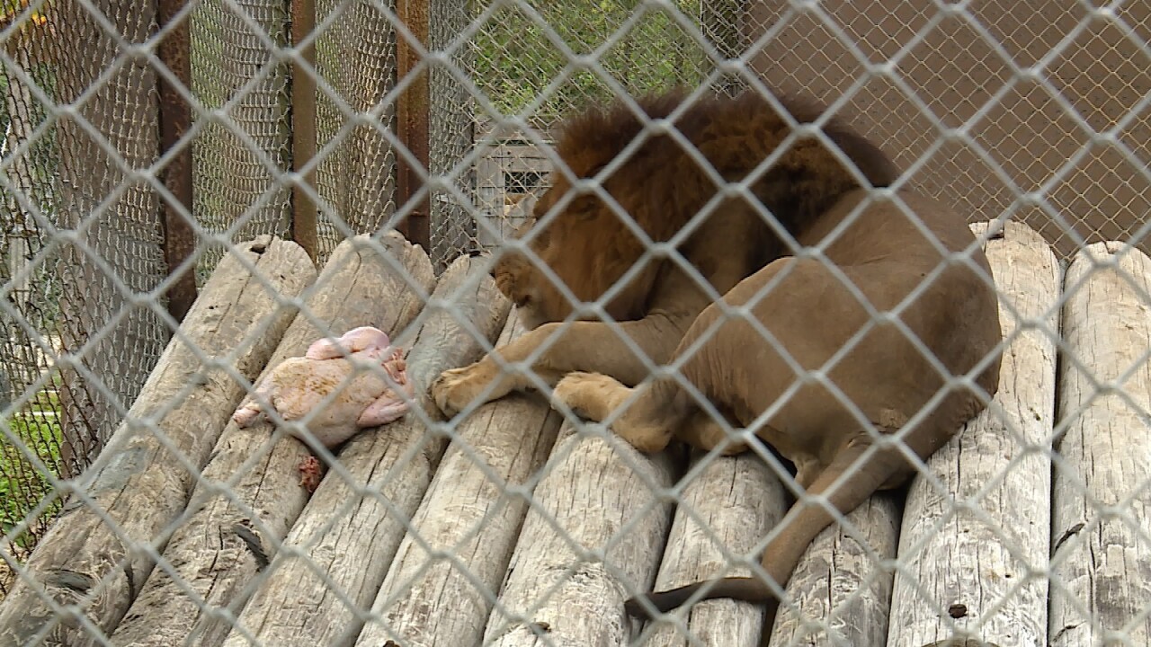 Kondo the lion enjoys a butterball turkey for breakfast.