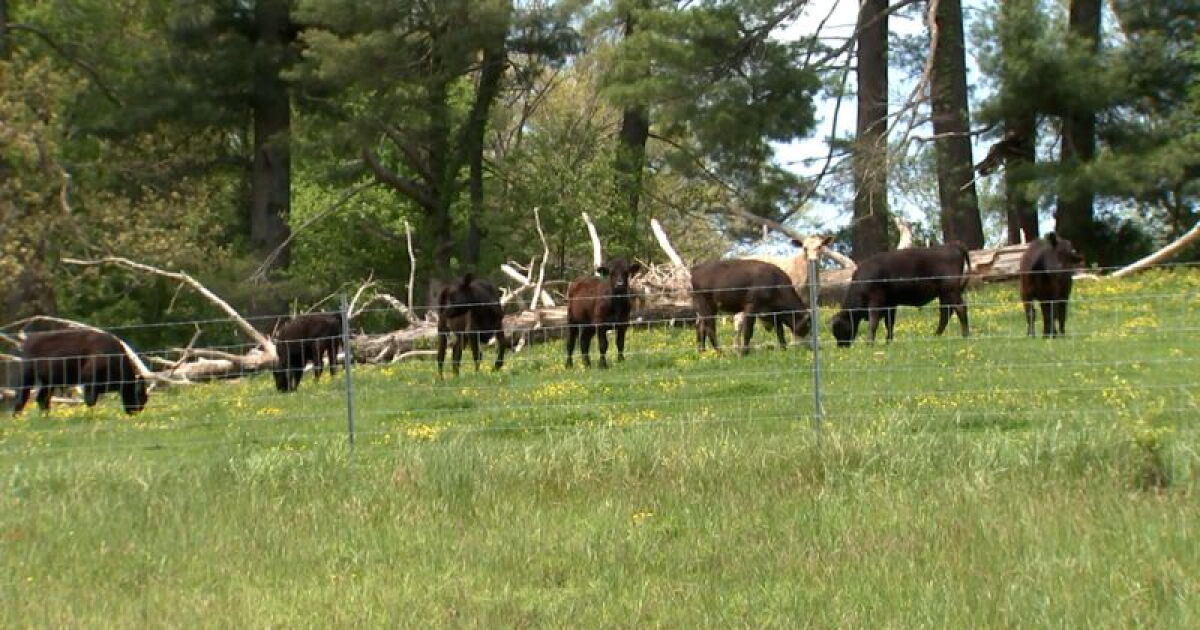 How herd of cows helped North Carolina police capture suspect on the run - Vimarsana News