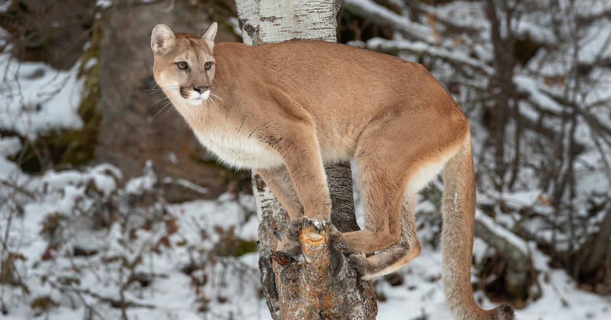 Increase in illegally-taken mountain lions in central Montana