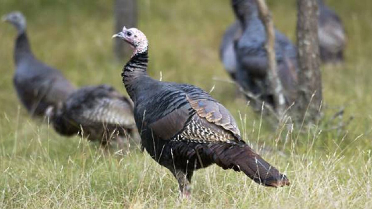turkey_original.jpg