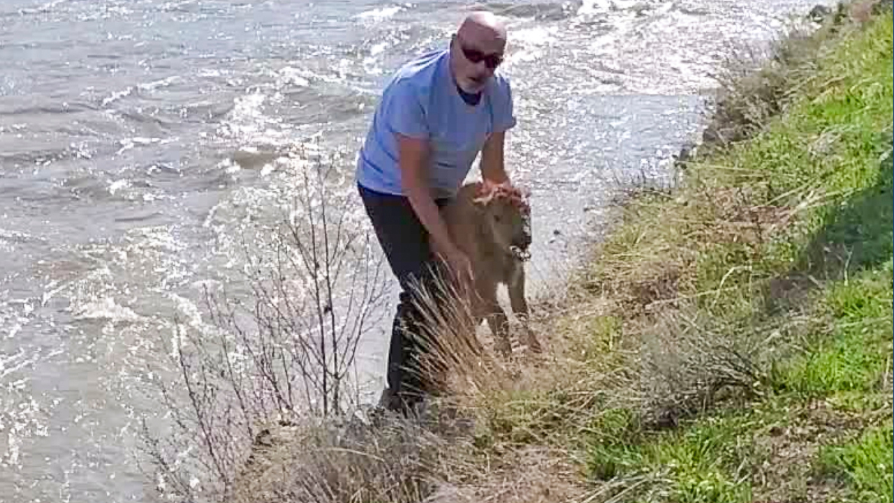 Man intentionally 'disturbed' a bison calf in Yellowstone National Park