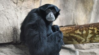 Bali Siamang 2.jpg