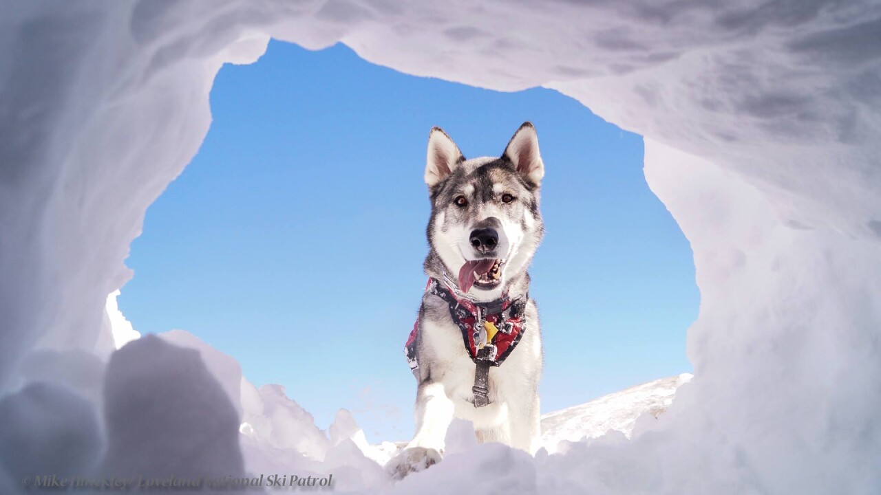 Zuma Loveland Ski Patrol Dog.jpg