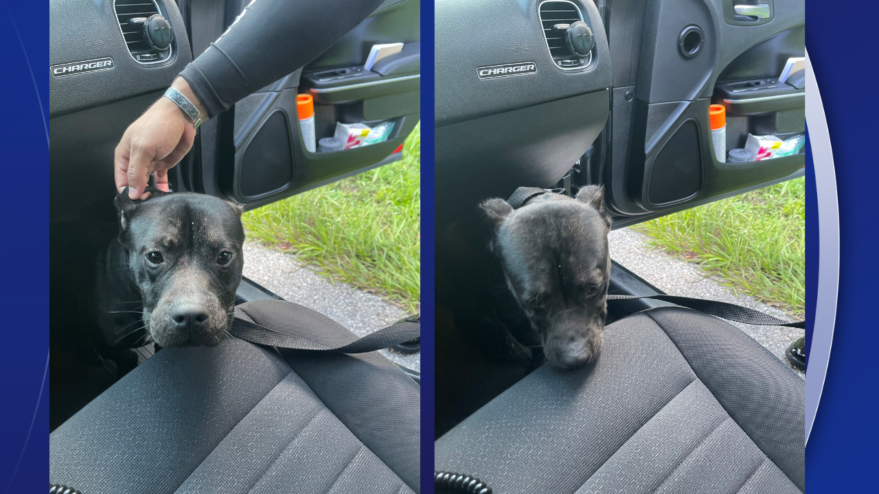 fhp dog.png