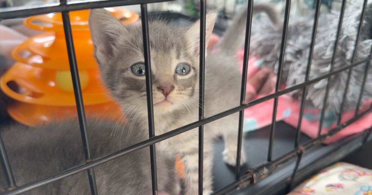 Volunteers struggle to manage Baltimore's growing street cat colonies. A new effort hopes to help