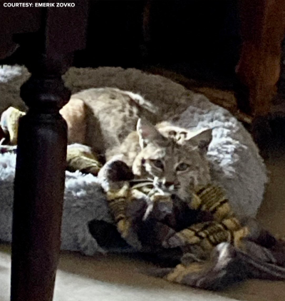 BOBCAT ON BED 1.png