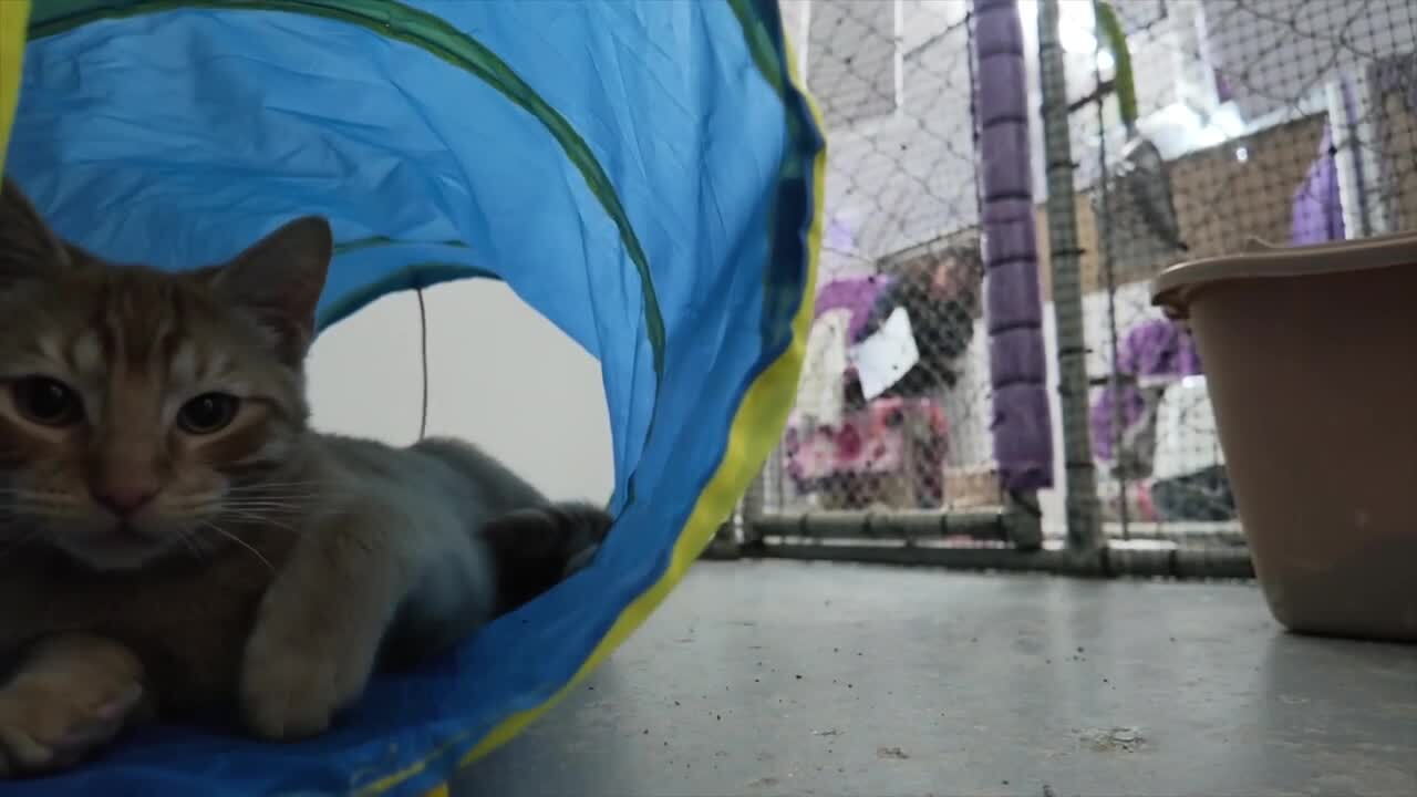 Animeals Cat