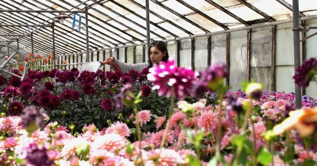 From greenhouse to city spaces: How Salt Lake grows its flowers