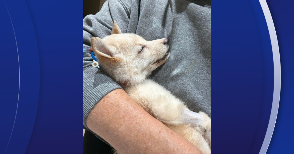 One of puppies abandoned at Largo park passes away
