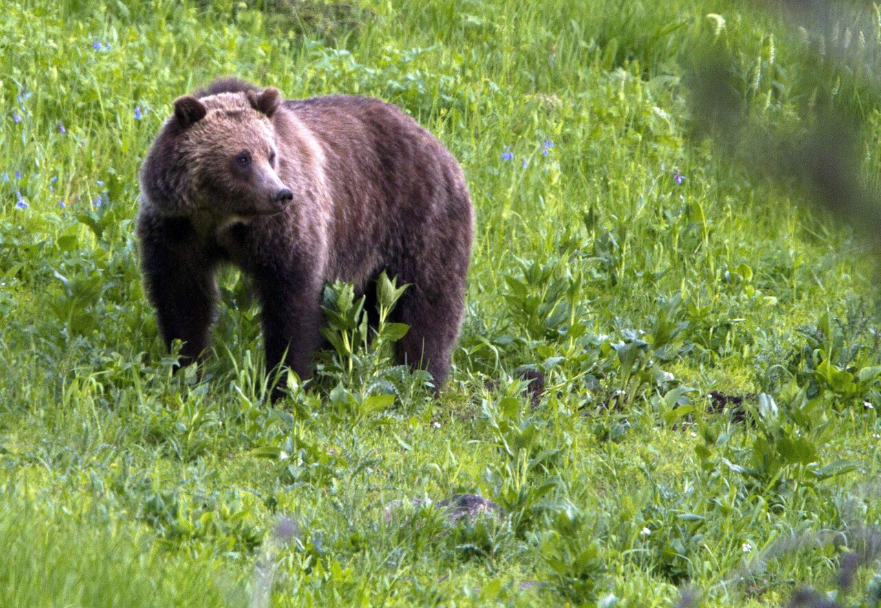 Endangered Species Act at 50