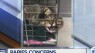 Rabid cat attacks dog & owner