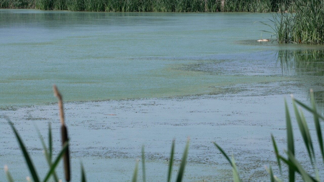 ALGAL BLOOM 1.jpg