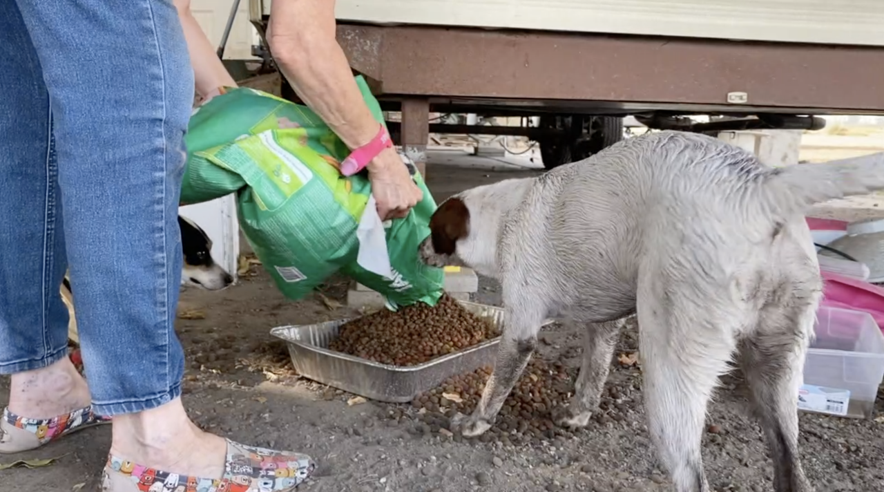 Feeding an abandoned dog